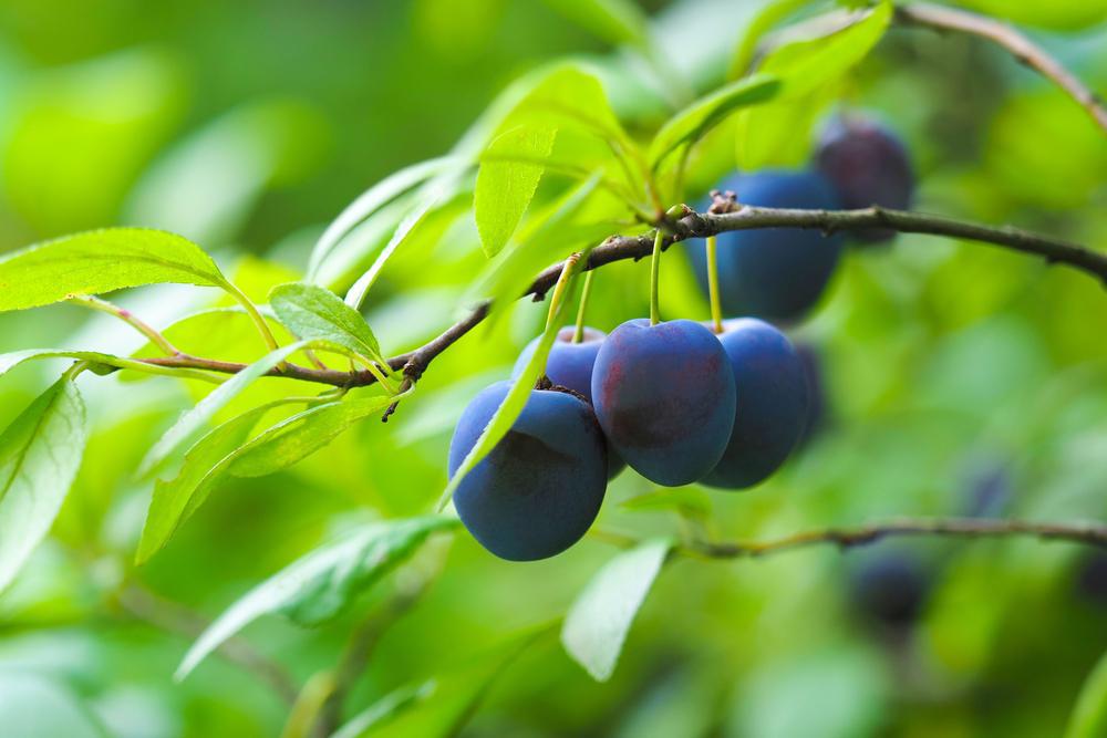 5G Prunus X `Damson` European Plum Damson European Plum 1013660