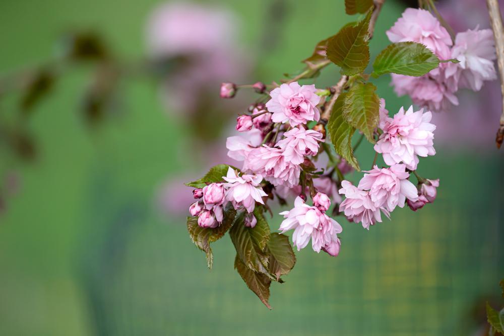 7G PRUNUS X `WEEPING EXTRAORDINAIRE` Weeping Cherry 1012591