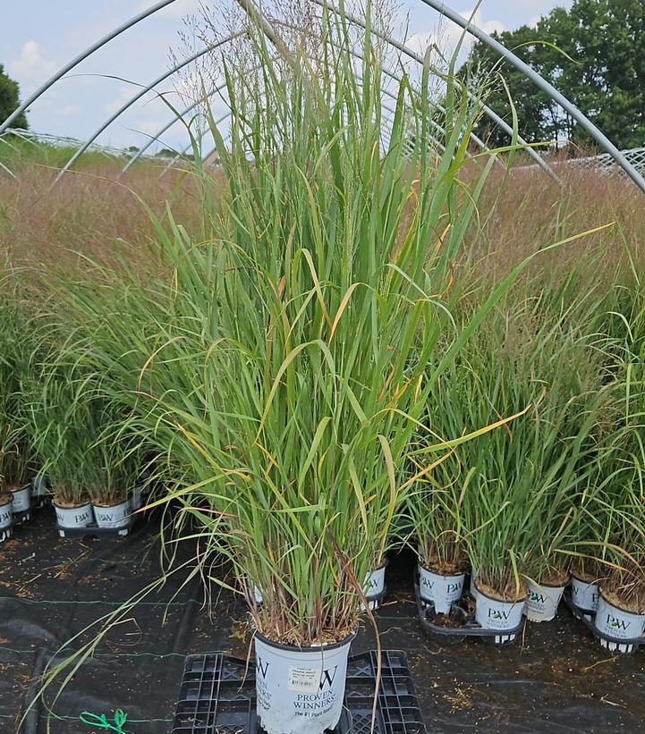 1G Panicum Virgatum Prairie Winds Apache Rose - Grass - 1008014