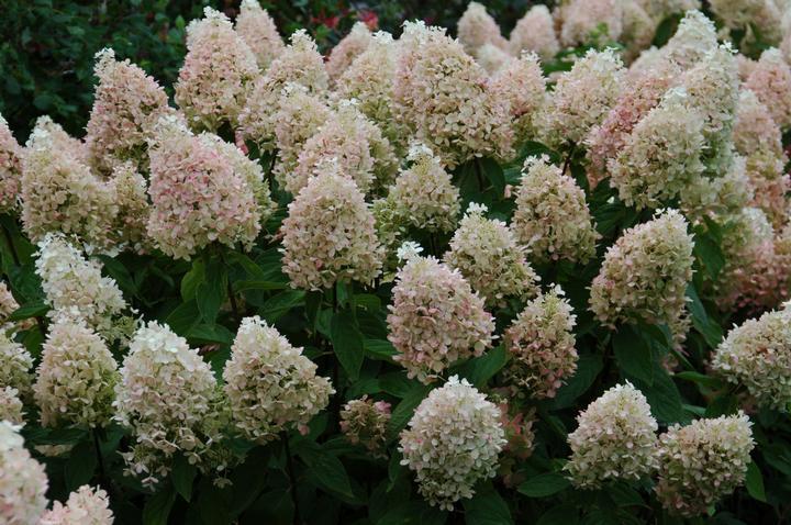 3G Hydrangea pan. Sweet Summer ('Bokrathirteen') Sweet Summer Panicle Hydrangea: Patent PP21,778