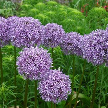 2G Allium 'Globemaster' Flowering Onion (Ornamental Onion) 1004062