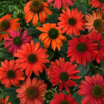 2G ECHINACEA PURPUREA PW 'Summersong Firefinch' (Coneflower)