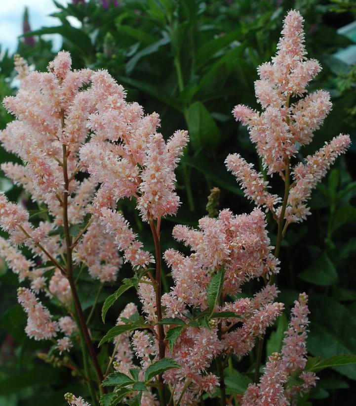 1G Astilbe 'Peach Blossom' Peach Blossom Astilbe (False Spiraea) 1000439