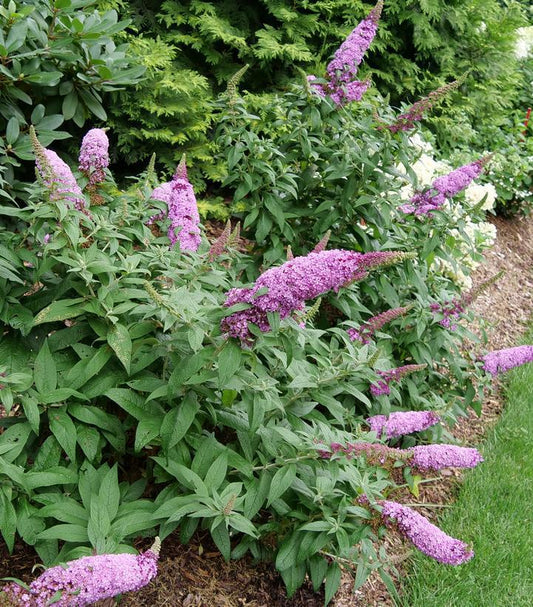 3G BUDDLEIA PUGSTER `PINKER` ('SMNBDB') Pugster Pinker® Butterfly Bush: Patent PP33565 1013460