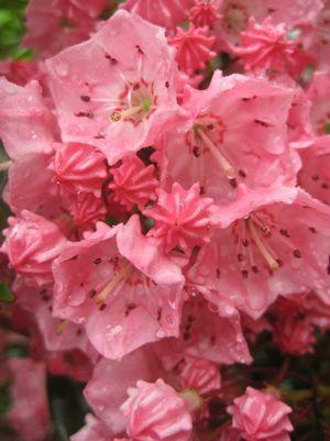 Kalmia lat. 'Pink Charm' Pink Charm Mountain Laurel