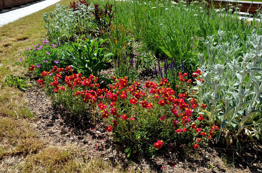 8" Coreopsis PERMATHREAD™ 'Red Satin' Red Satin Tickseed: Patent PP25,736 1012192