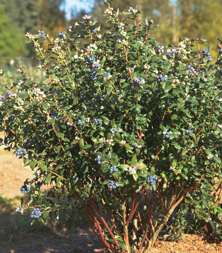 8`` Vaccinium x 'Perpetua' ('ORUS-61-1') Perpetua® Blueberry: Patent PP24209 1009633