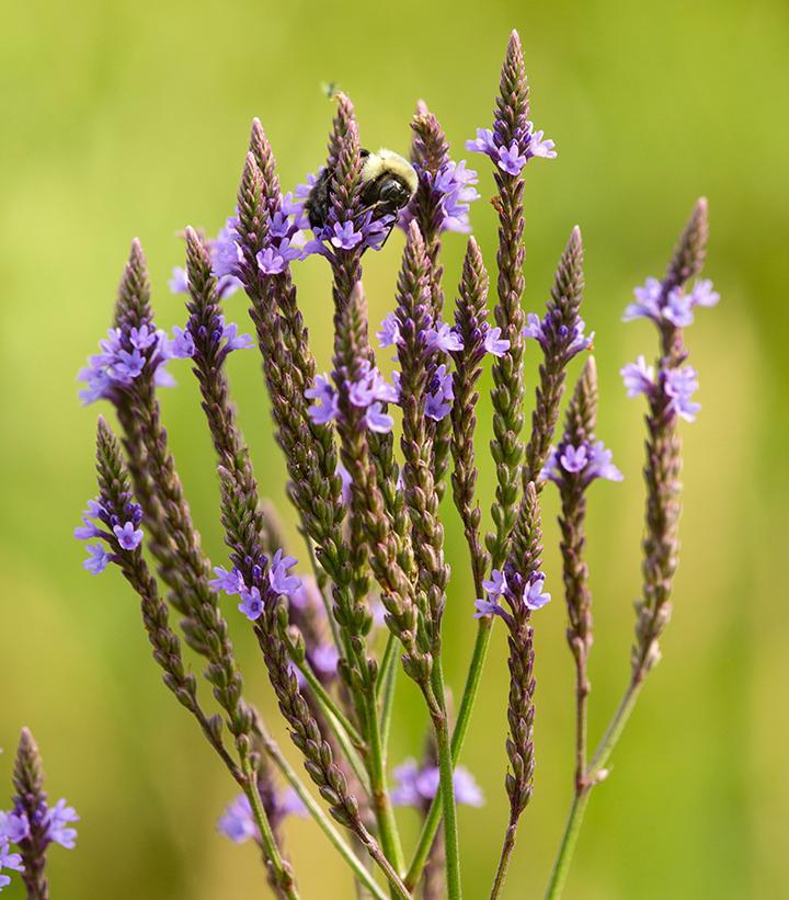 2G VERBENA 'HASTATA' Swamp Verbena (Blue Vervain) 1007018