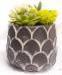 3.5" Scale Print Cement Pot w/ Succulent - 92469-HS