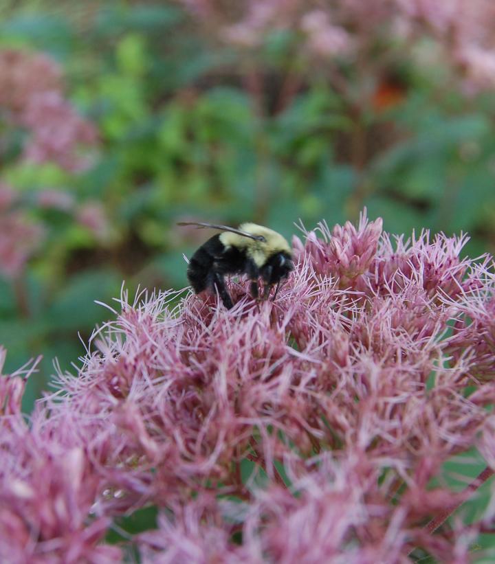 2G Eupatorium dubium 'Little Joe' Little Joe Pye Weed (Eutrochium, Joe Pye Weed)  1003326