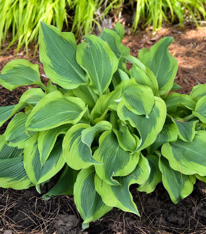 8" Hosta 'Atlantis' Funkia: Patent PP17,093  1013151 PC