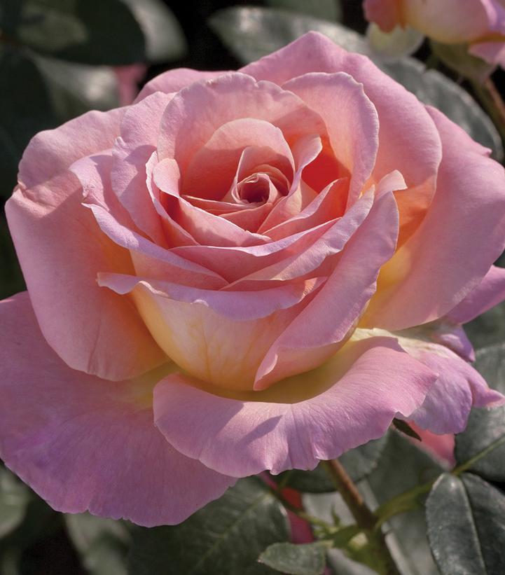 3G Rosa 'Elle' Elle® Hybrid Tea Rose 1014580