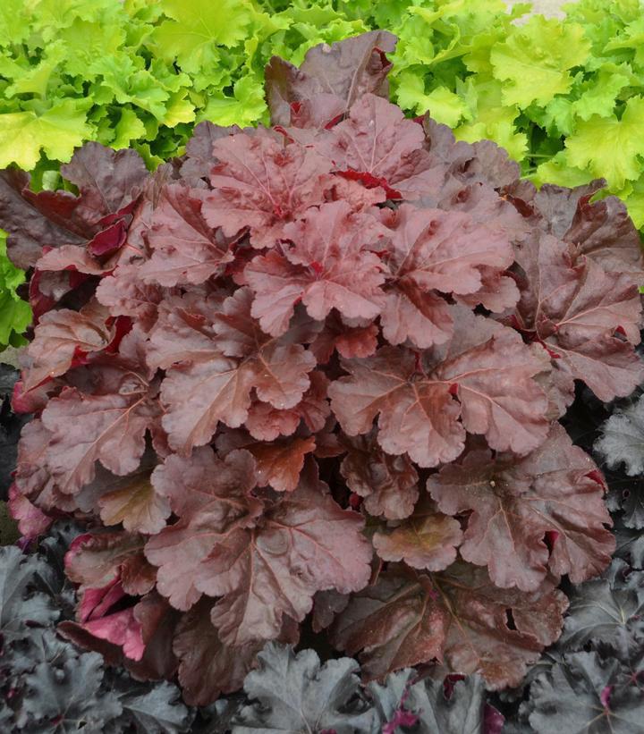 1G Heuchera hybrid Primo™ 'Mahogany Monster' Mahogany Monster Coral Bells: Patent PPAF 1010951