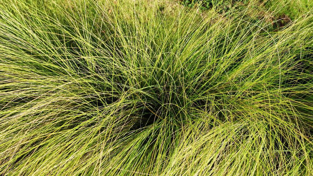 1G Carex pensylvanica Pennsylvania Sedge 1003351