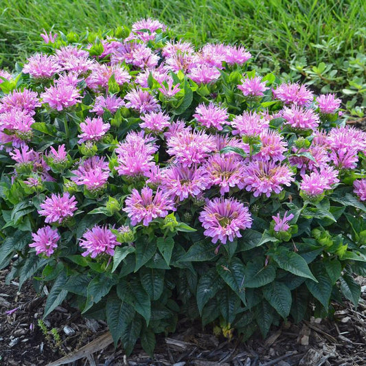 1G Monarda didyma 'Pardon My Lavender' Pardon My Lavender Bee Balm: Patent PPAF 1008696 PC