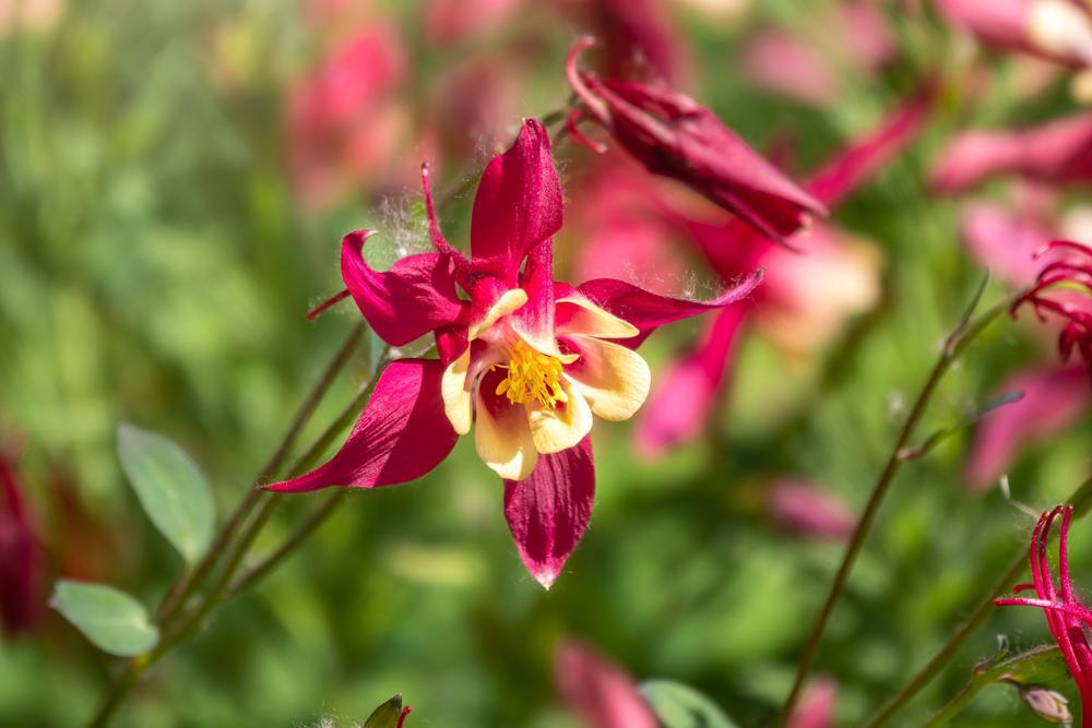 1G AQUILEGIA EARLYBIRD `RED  YELLOW` ('PAS1258483') Earlybird™ Red Yellow Columbine 1015068