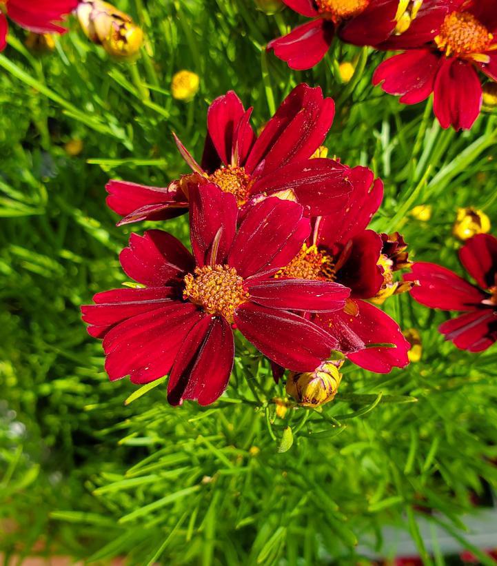 8" Coreopsis PERMATHREAD™ 'Red Satin' Red Satin Tickseed: Patent PP25,736 1012192