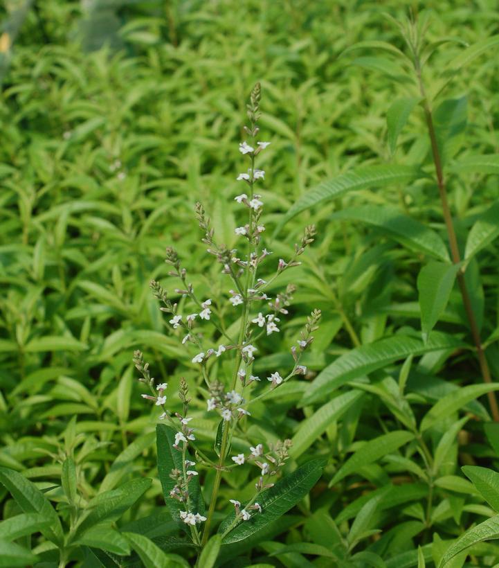 1G Aloysia triphylla Lemon Verbena 1002096