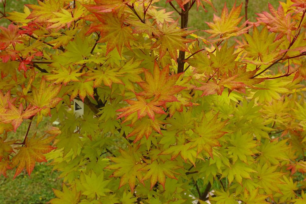 5G ACER SHIRASAWANUM `AUTUMN MOON` Japanese Maple 1004456