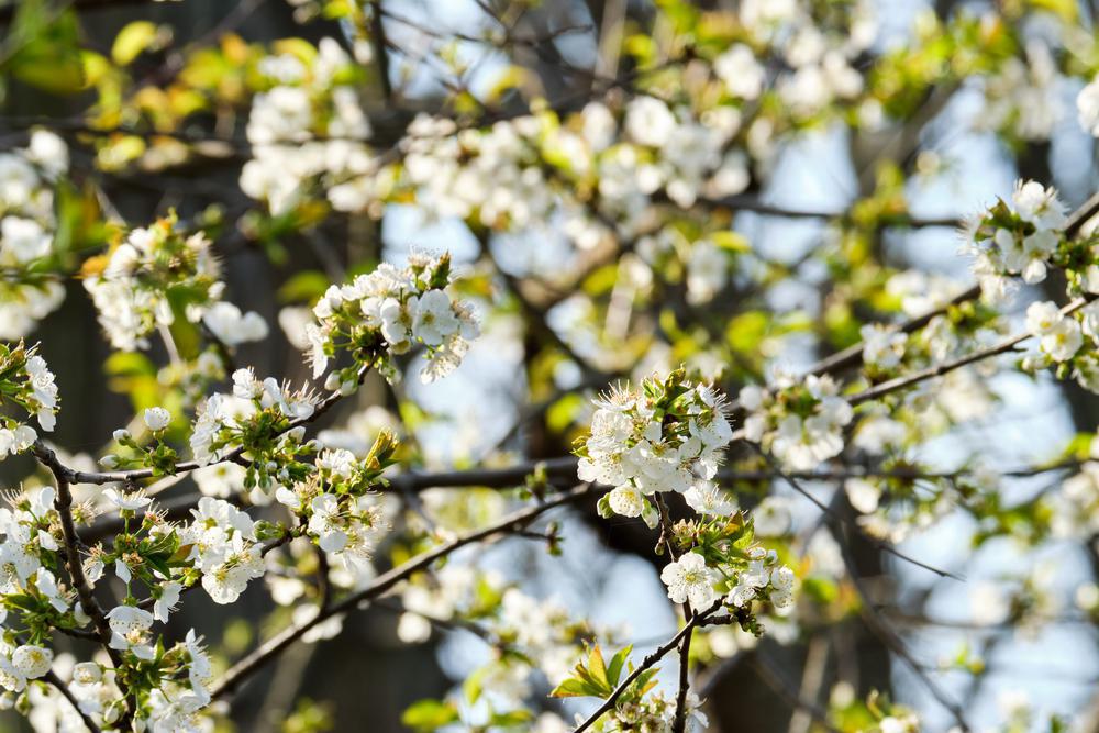 7G Prunus X 'North Star' North Star Cherry 1000616