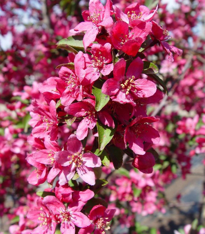 7G Malus X 'Prairiefire' Prairie Fire Crabapple 1000670