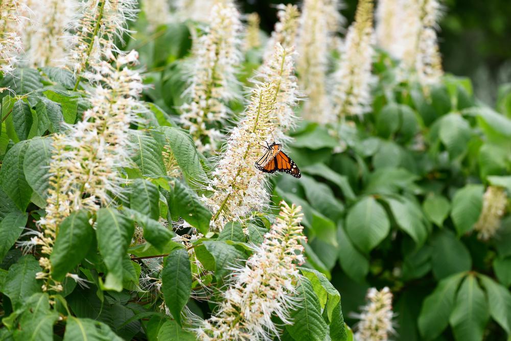 3G Clethra alnifolia 'Sugartina Crystalina' ('Crystalina') Sugartina® Crystalina Summersweet: Patent PP21561