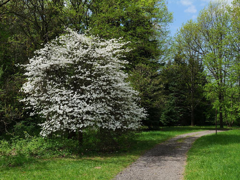 3G Cornus Florida Cloud 9 Flowering Dogwood 1003447