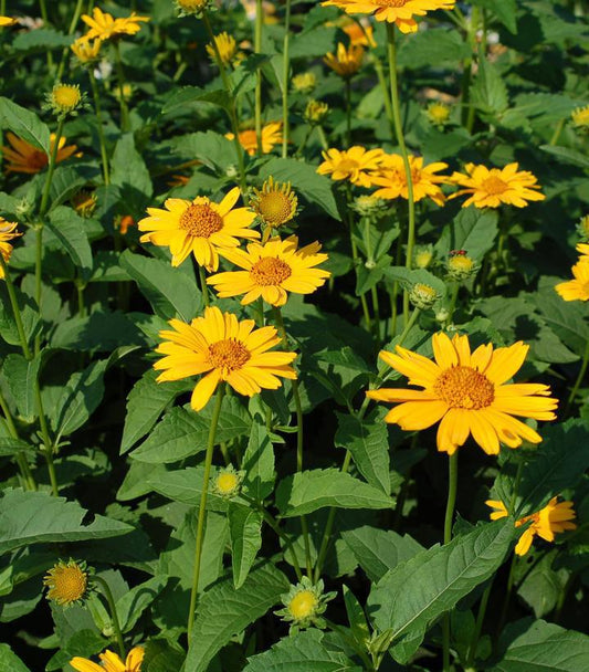 1G HELIOPSIS 'TUSCAN SUN' Tuscan Sun False Sunflower 1003911