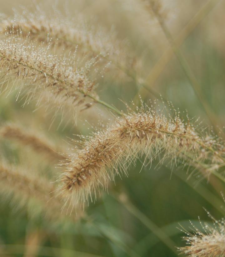 3G Pennisetum alopecuroides Hameln Hameln Dwarf Fountain Grass 1001822