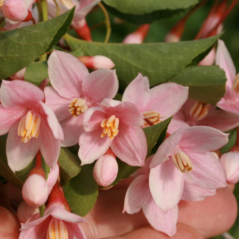 7G Styrax jap. 'Marley's Pink Parasol' ('JLWeeping') 'Marley's Pink Parasol® Japanese Snowbell: Patent PP23,755 1008566