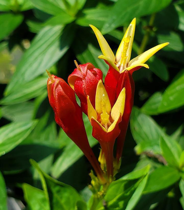 1G Spigelia marilandica 'Little Red Head' Little Red Head Indian Pink 1010937