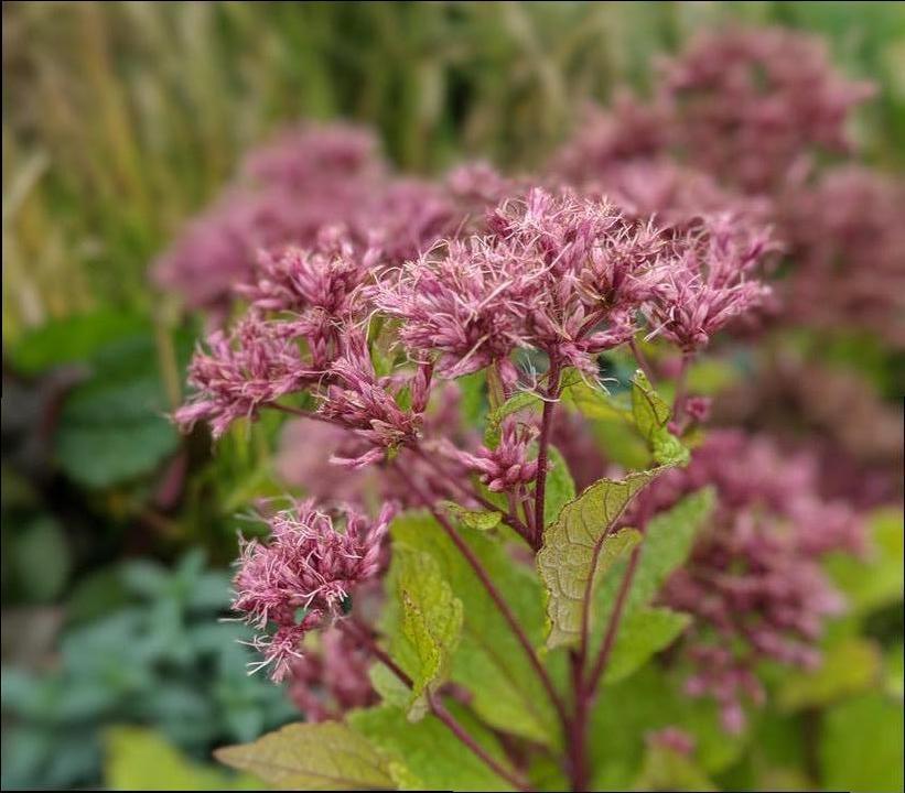 2G Eupatorium dubium 'Baby Joe' Baby Joe Pye Weed: Patent PP20,320 1007700