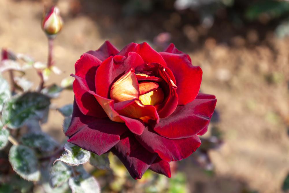 3G Rosa 'Dark Knight' ('Meirysett') Dark Knight™ Hybrid Tea Rose: Patent PP21,071 1014579