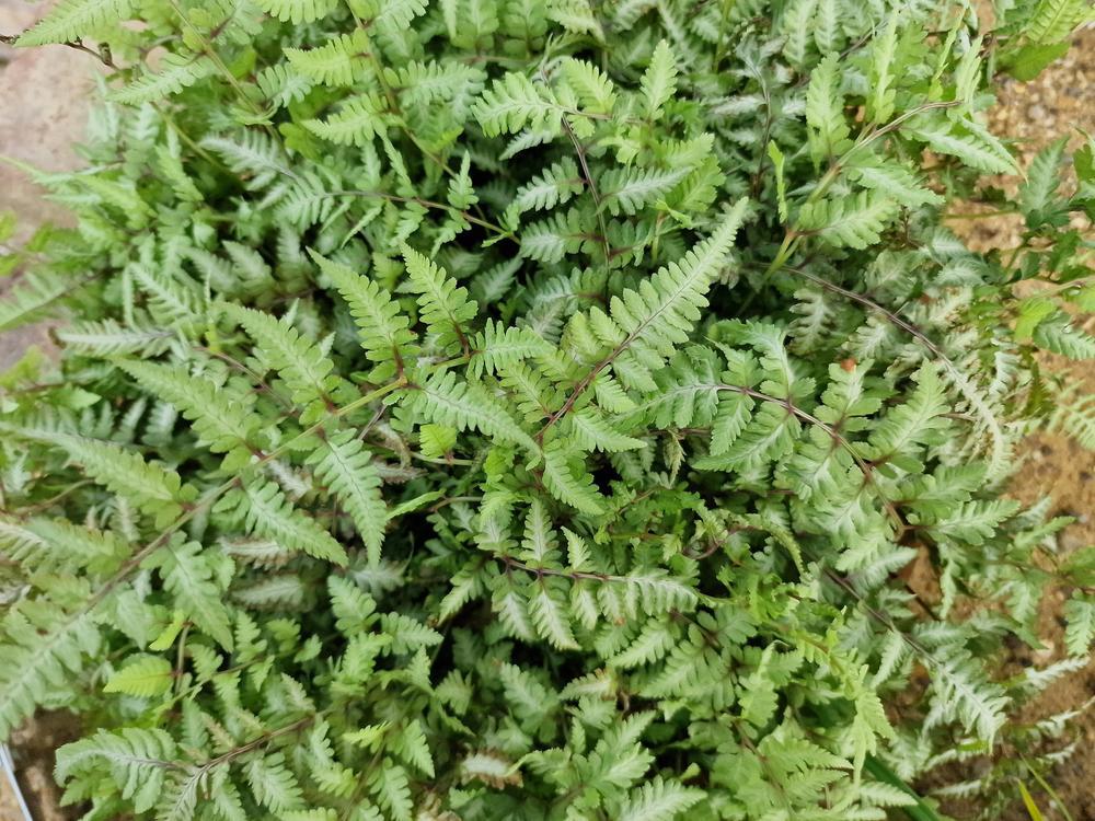 2G Athyrium nipponicum var. Pictum Japanese Painted Fern 1001390