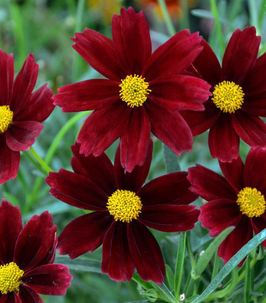 2G Coreopsis Li'l Bang™ 'Red Elf' Red Elf Coreopsis: Patent PPAF 1010852