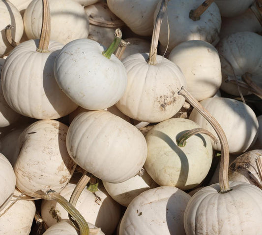 Snowball White Pumpkin by the lb