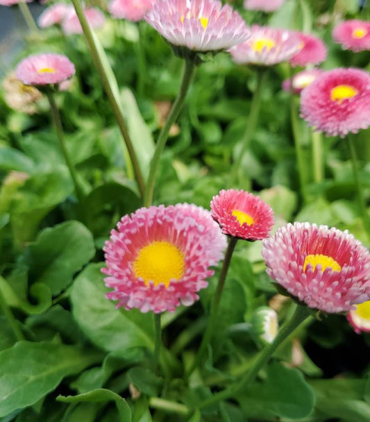 1G Bellis perennis 'Belissima Rose' ('PAS285177') Bellissima™ Rose English Daisy 1011481