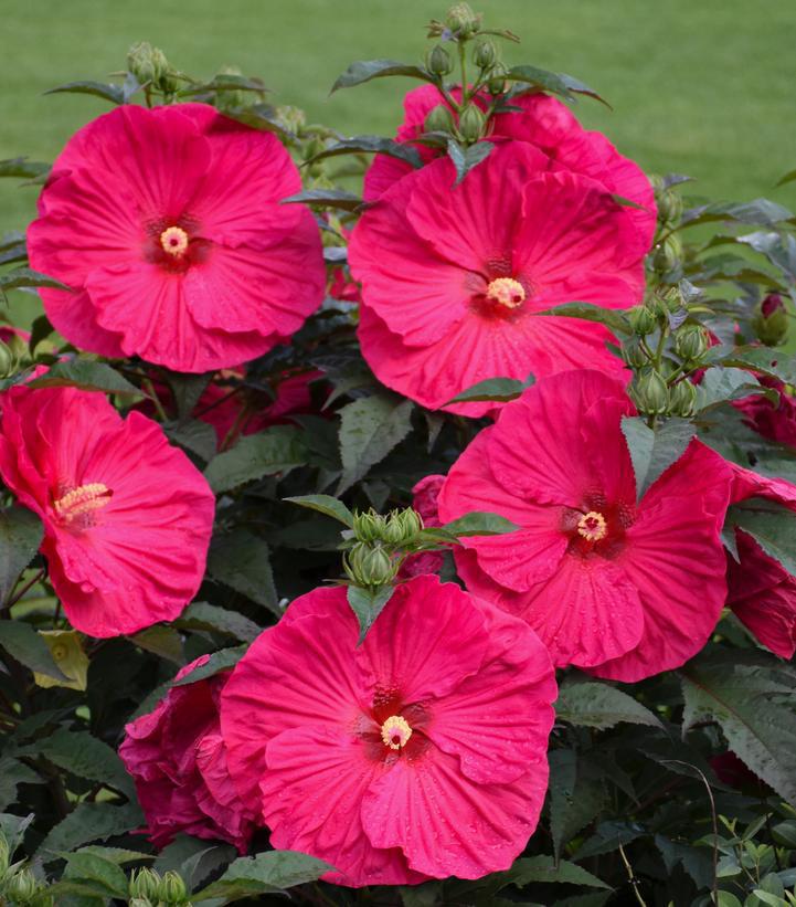 3G Hibiscus 'Summer in Paradise' Summer in Paradise Rose Mallow: Patent PP28,730 1010635