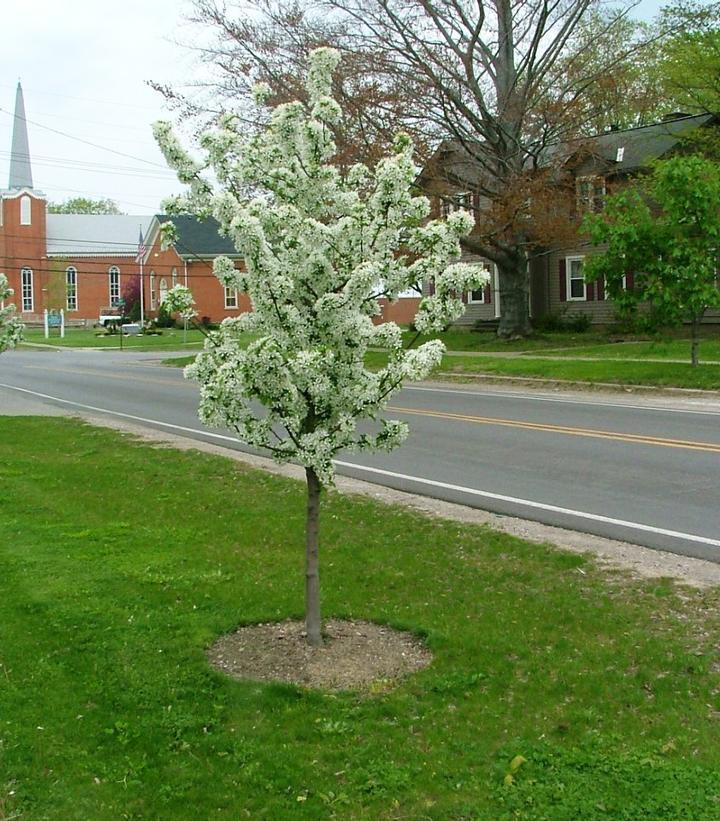 7G Malus sp. 'Sweet Sugar Tyme' ('Swesutyzam') Crabapple 1012588