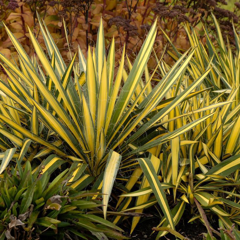 3G Yucca filamentosa 'Color Guard' Color Guard Yucca  (Adams Needle, spanish bayonet, needle palm)