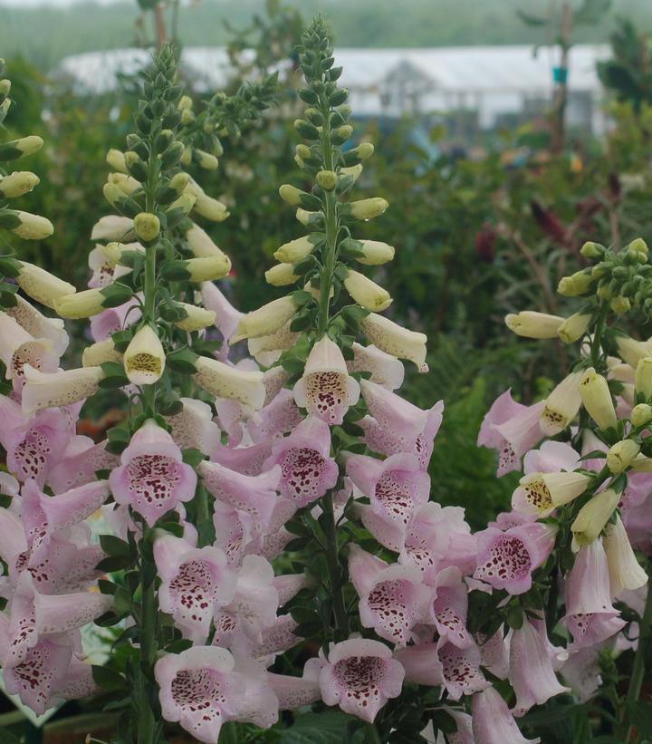 1G Digitalis purpurea 'Camelot Lavender' Camelot Lavender Foxglove 1004244