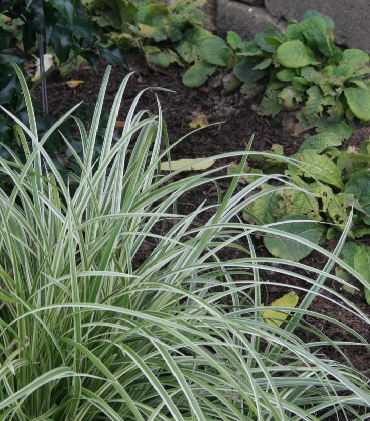 1G Carex morowii 'Silver Sceptre' Silver Sceptre Sedge 1002362