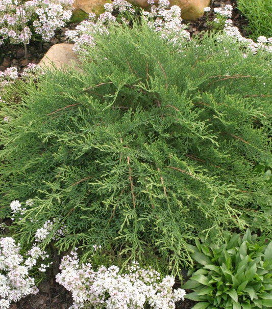 2G MICROBIOTA DECUSSATA CELTIC Pride ('Prides') (Russian Cypress Siberian) Siberian Cypress 1005116