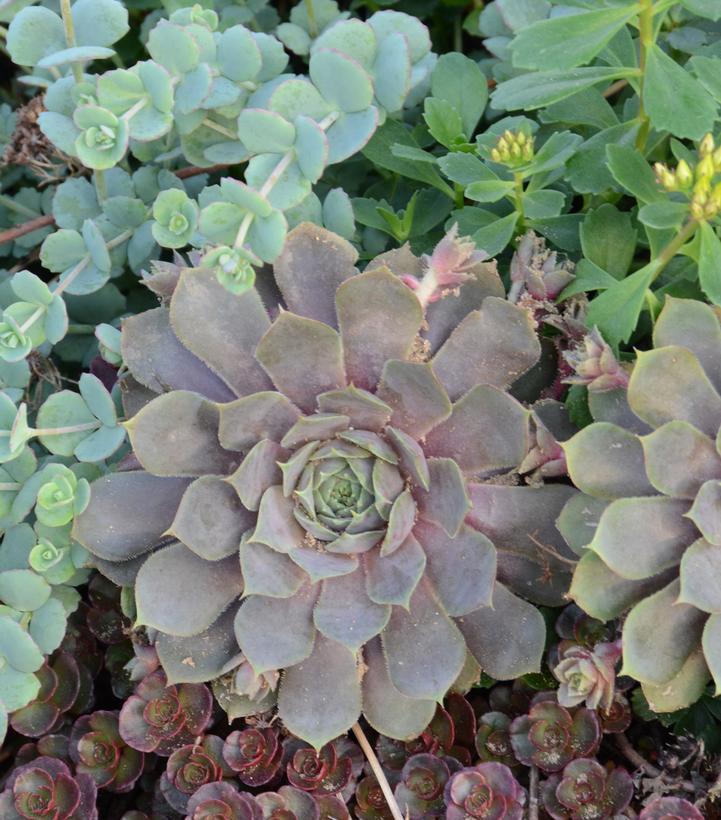 1G Sempervivum 'Pacific Blue Ice' Pacific Blue Ice Hens & Chicks 1008553