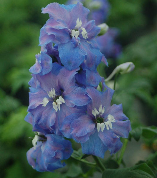 2G Delphinium 'Guardian Blue' Blue Guardian Larkspur 1003996