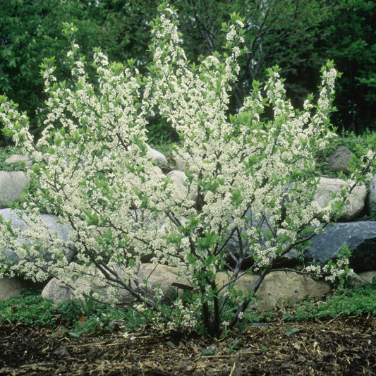 3G Prunus Maritima  (Beach Plum) 1002038