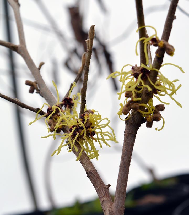 5G Hamamelis Vernalis 'Vernal Witchhazel' 1002741