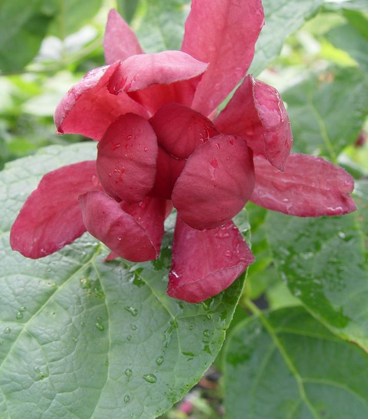 3G Calycanthus r. 'Hartlage Wine' Harlage Wine Sweetshrub 1012330