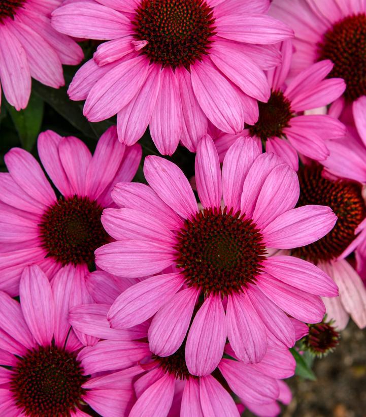 1G Echinacea hybrid Color Coded® 'The Fuchsia is Bright' Color Coded The Fuchsia is Bright Coneflower: Patent PPAF 1020330