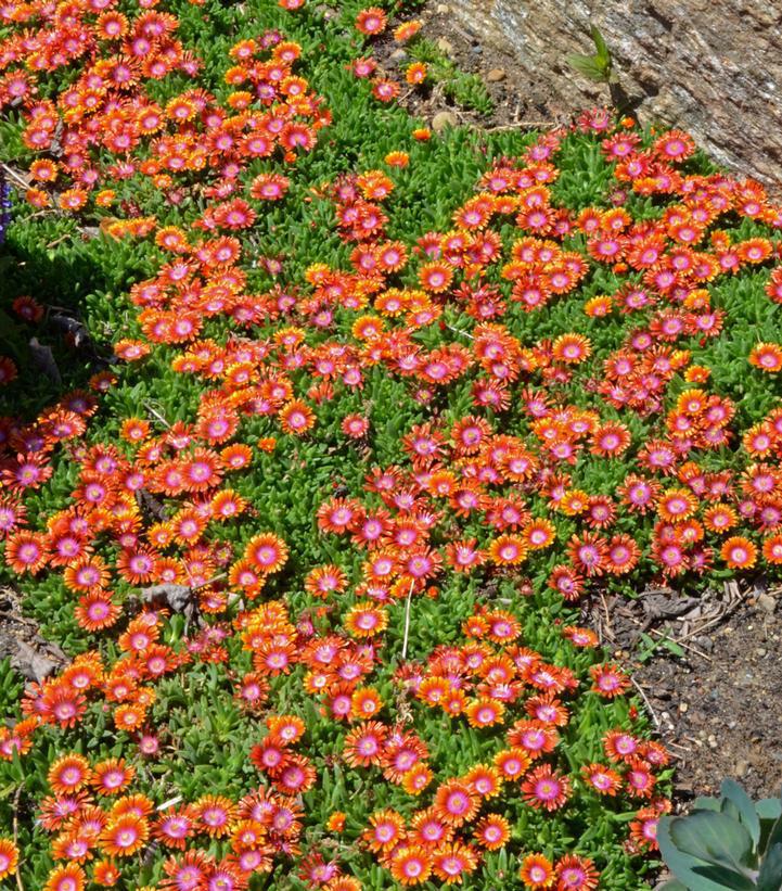 3" Delosperma x 'Fire Spinner' - Ice Plant - 1006261